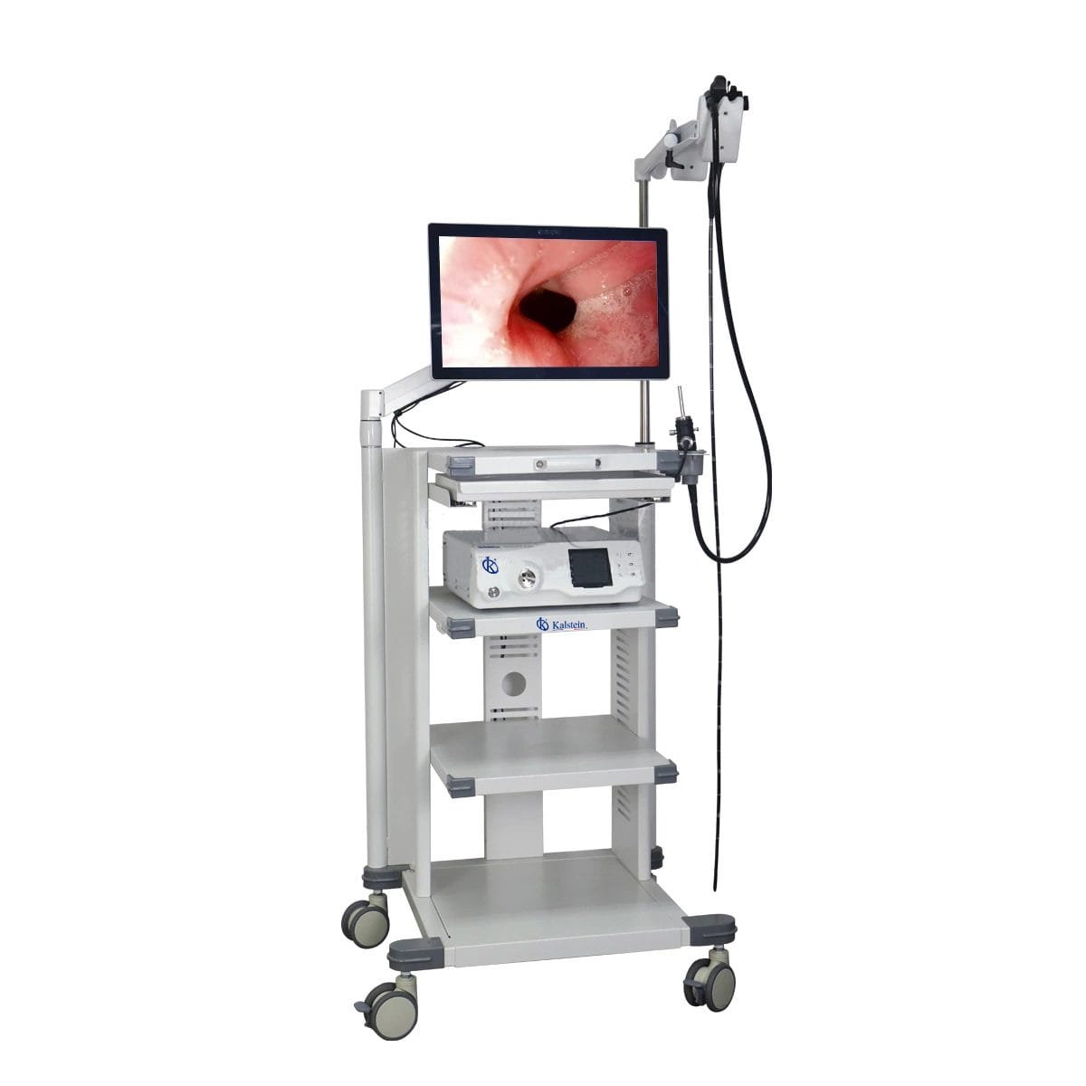 Endoscope Vidéo Vétérinaire Haute YR06149