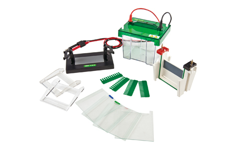Électrophorèse sur gel d'agarose et purification des protéines
